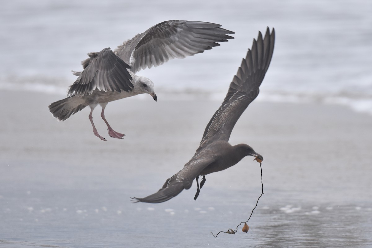 Heermann's Gull - ML640423711