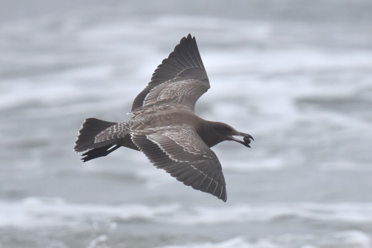 Heermann's Gull - ML640423762