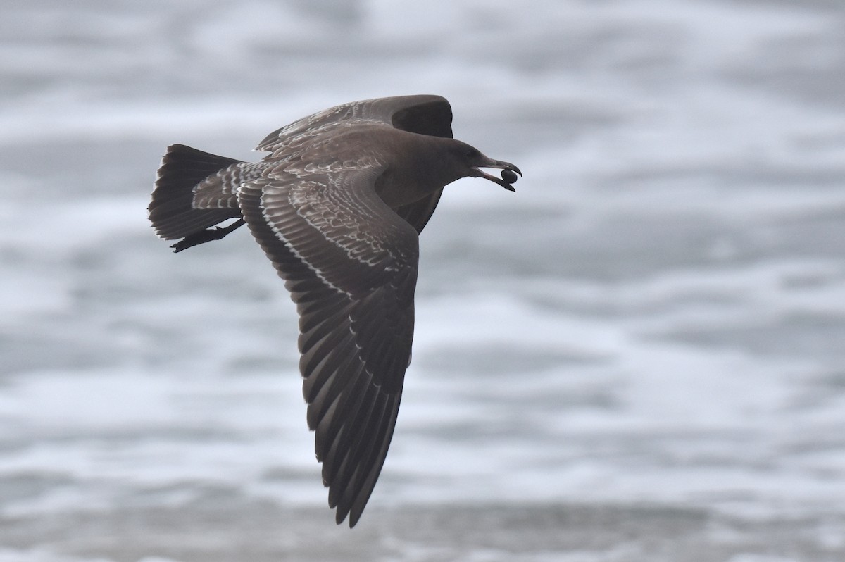 Heermann's Gull - ML640423763
