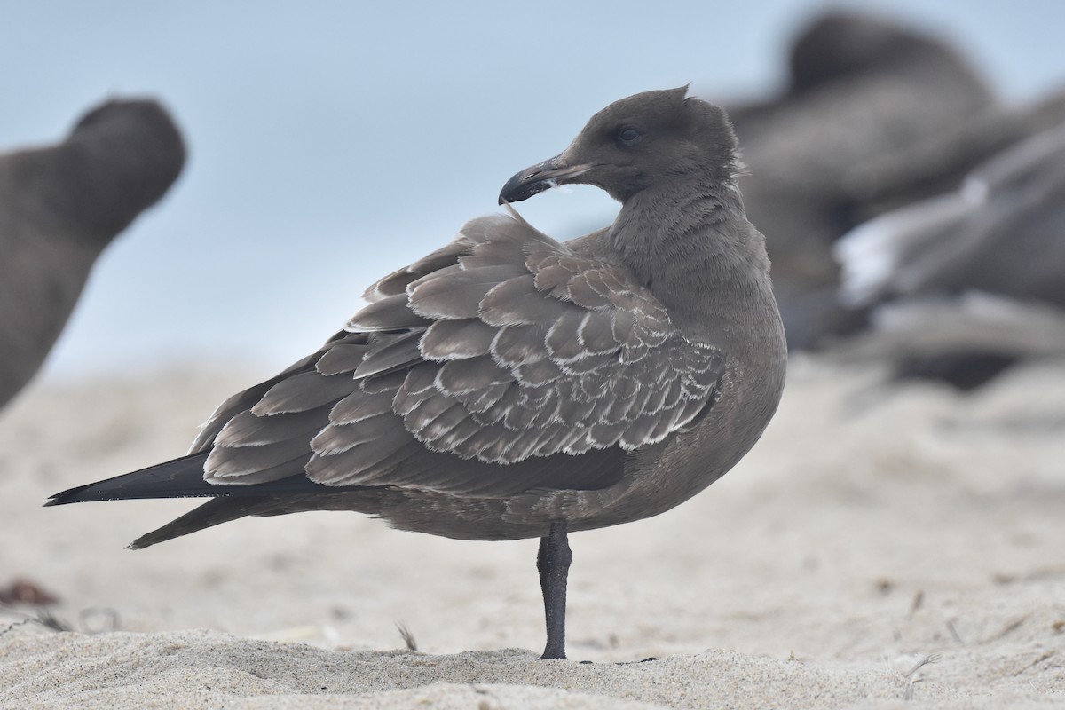 Heermann's Gull - ML640423765