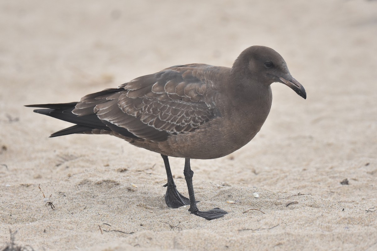 Heermann's Gull - ML640423766