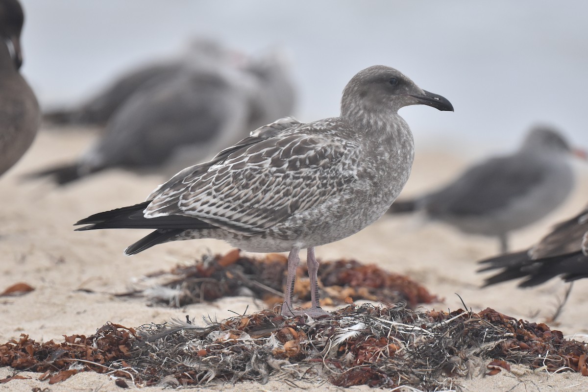 Western Gull - ML640423778