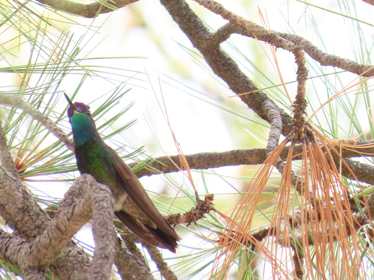 Rivoli's Hummingbird - ML640423779