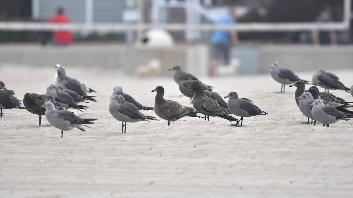 Heermann's Gull - ML640423782