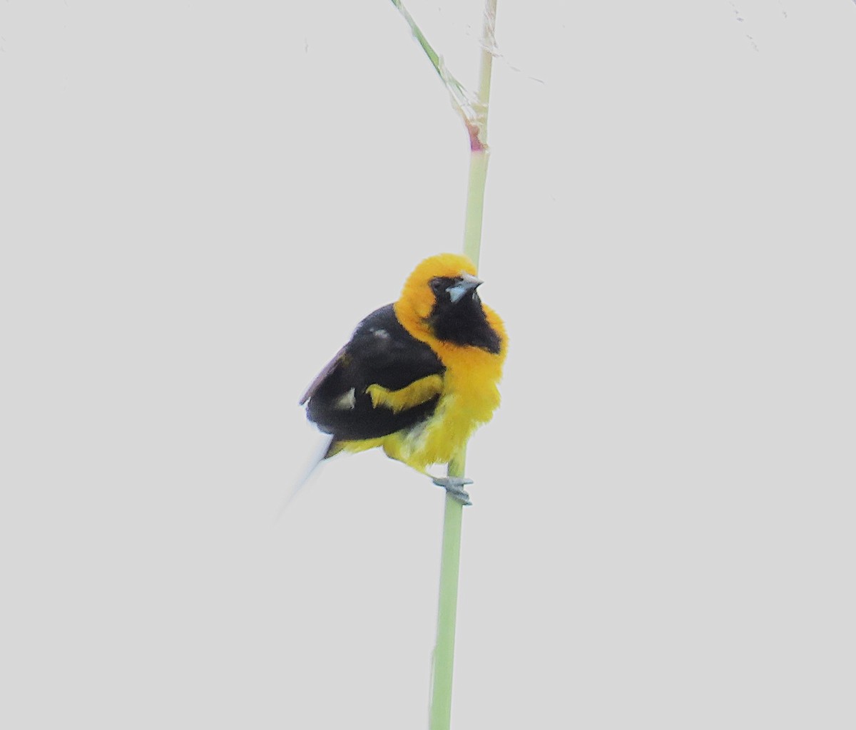 White-edged Oriole - ML640423817