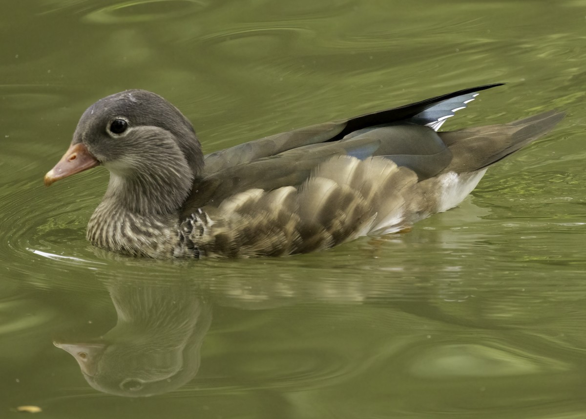 Мандир уранхажин - ML640423907