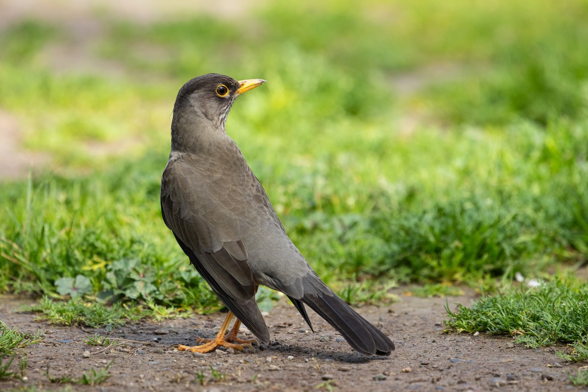 Austral Thrush (Magellan) - Ariel Cabrera Foix