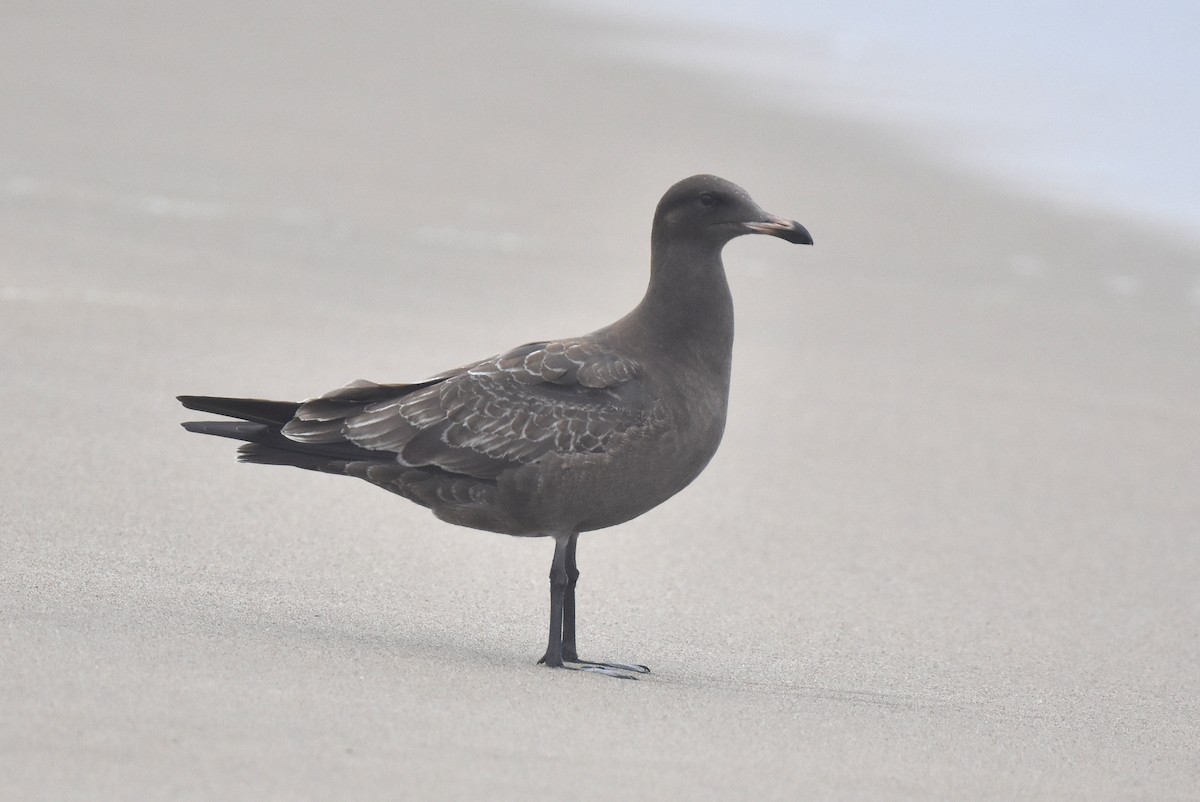 Heermann's Gull - ML640423912
