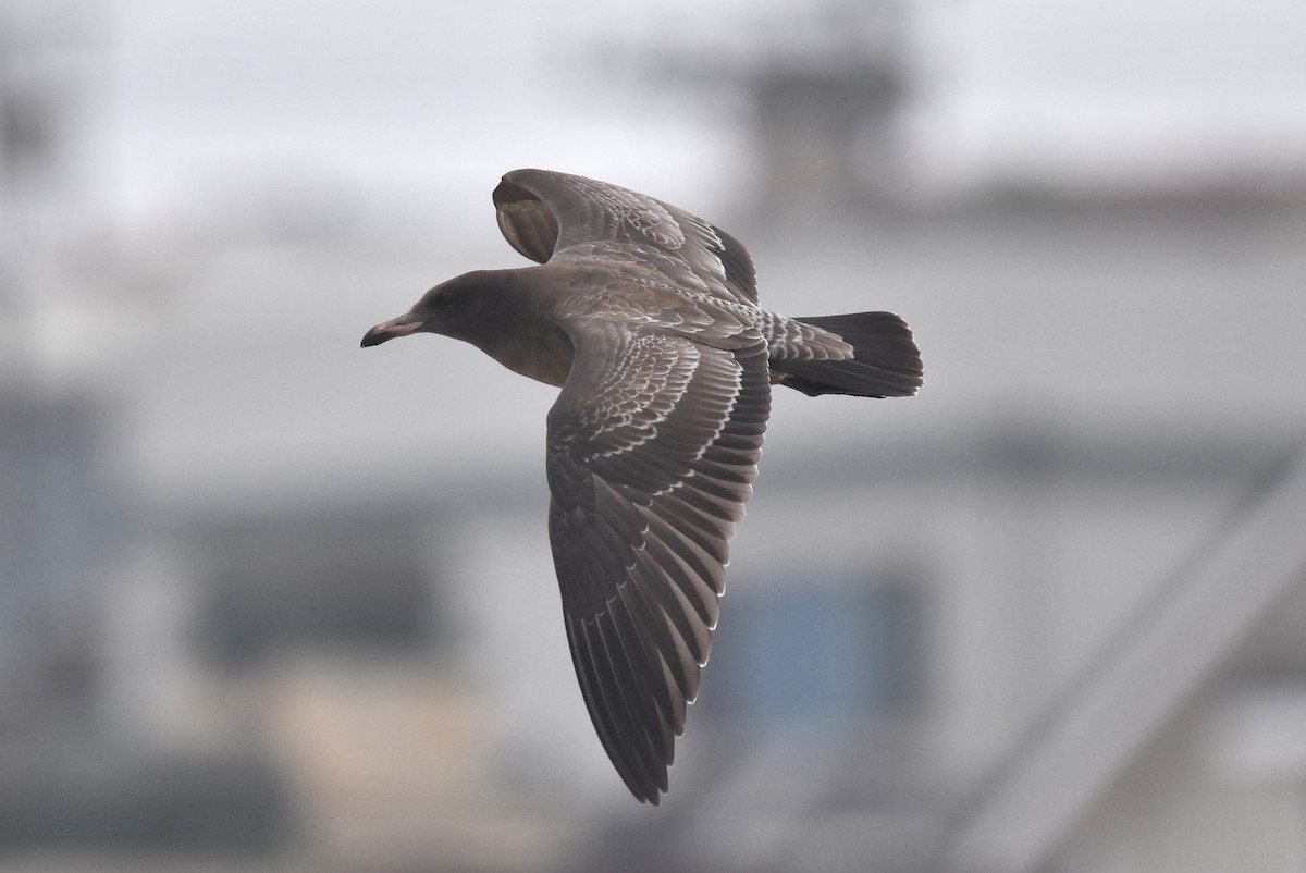 Heermann's Gull - ML640423913