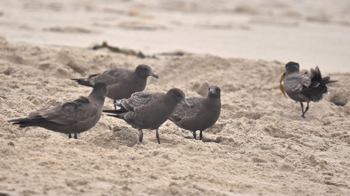 Heermann's Gull - ML640423939