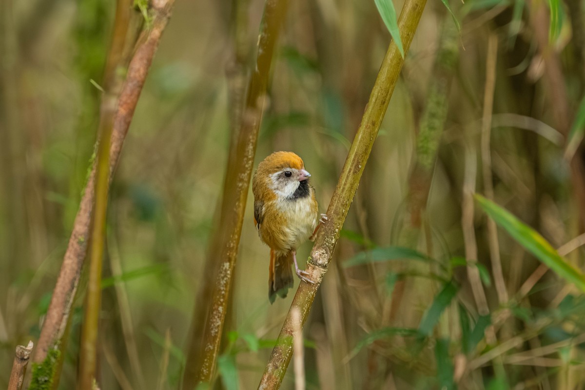 Golden Parrotbill - ML640423980