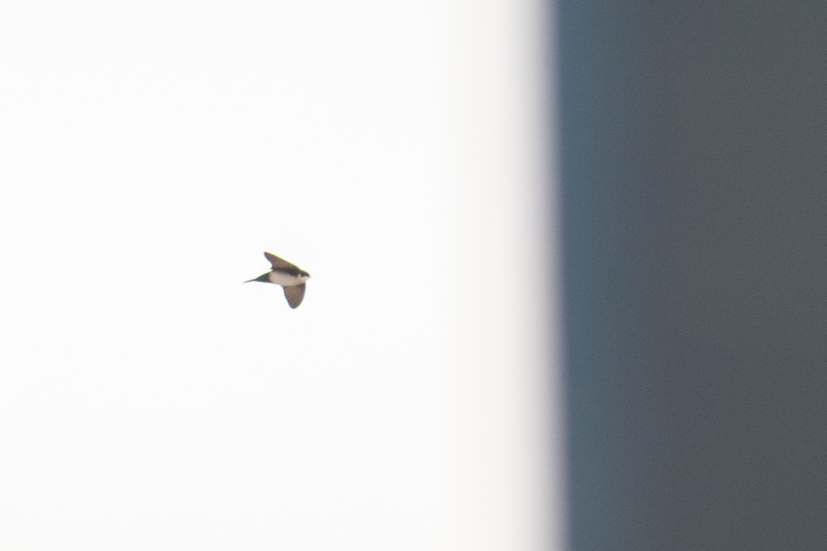 Blue-and-white Swallow - ML640423981