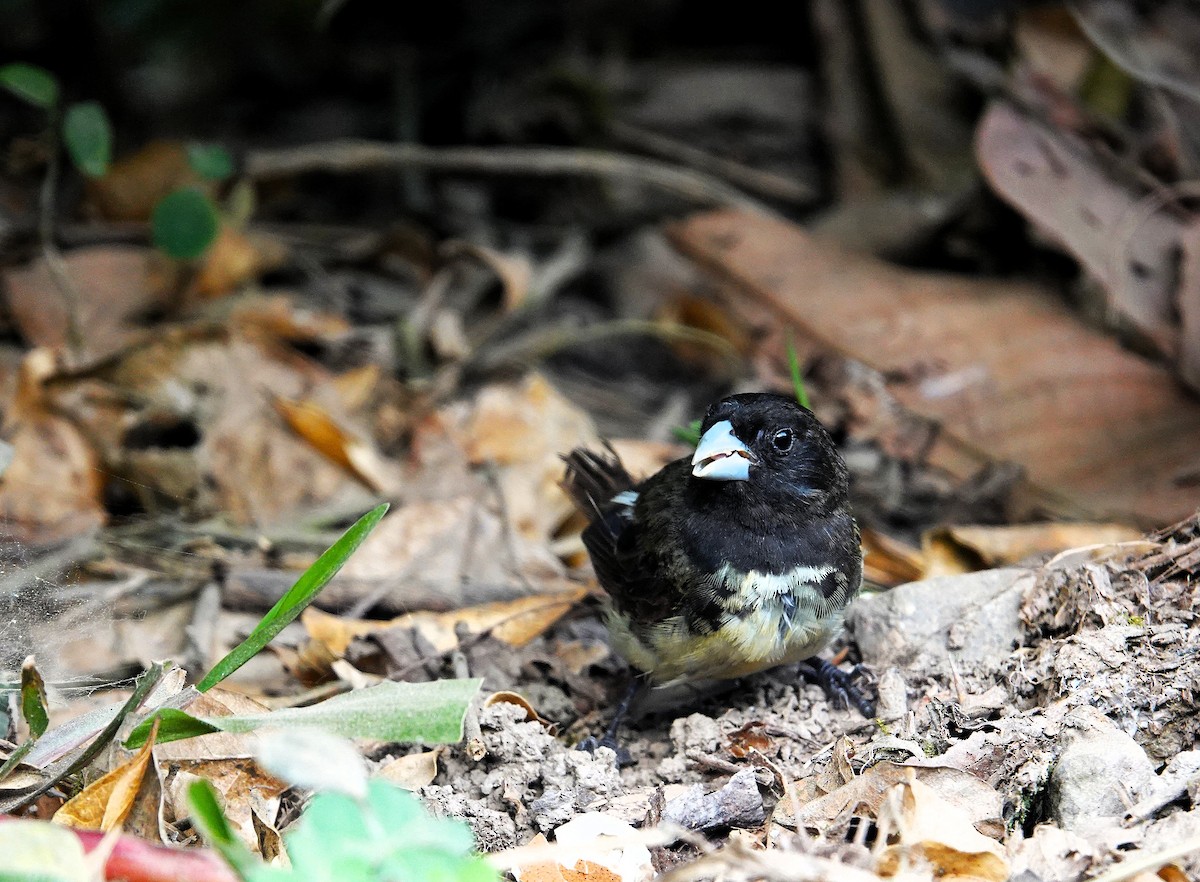 Yellow-bellied Seedeater - ML640423982
