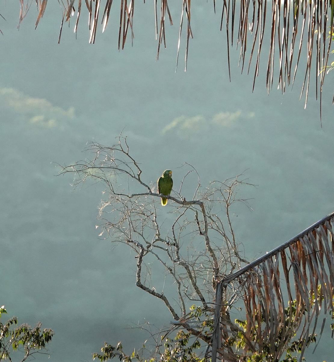 Yellow-crowned Amazon - ML640424030