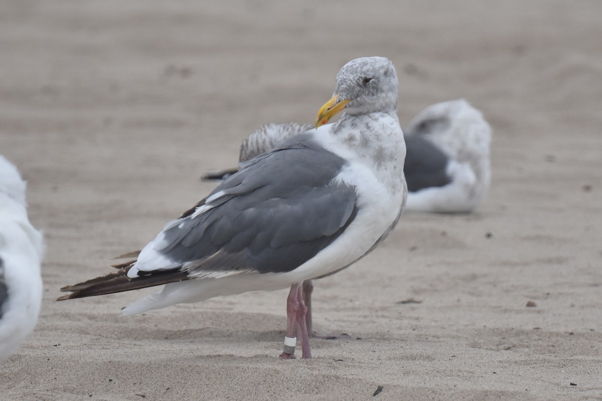 Western Gull - ML640424031
