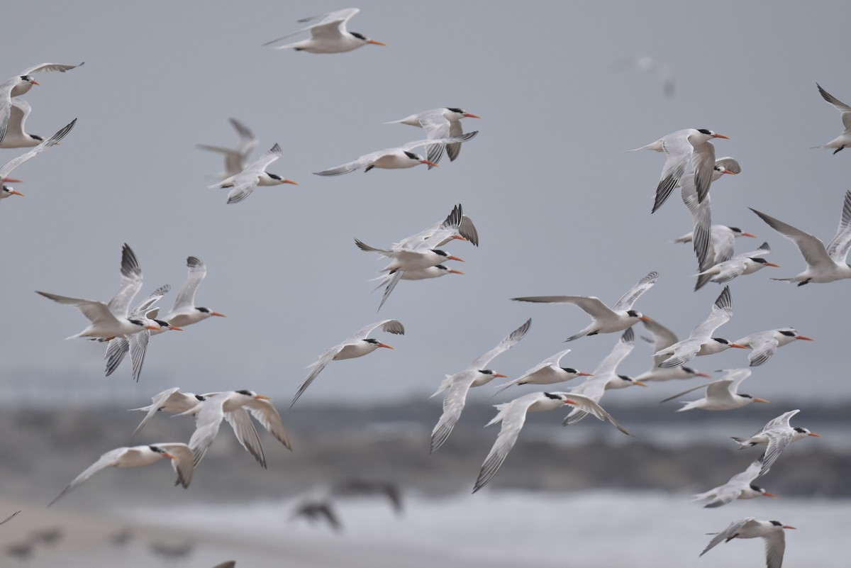 Elegant Tern - ML640424056