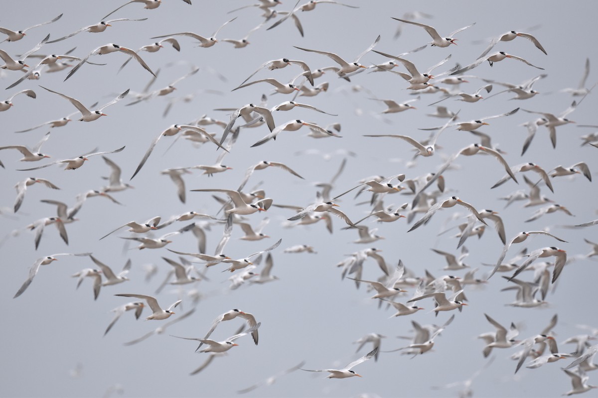 Elegant Tern - ML640424057