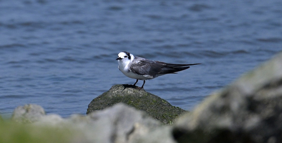 Black Tern - ML640424062