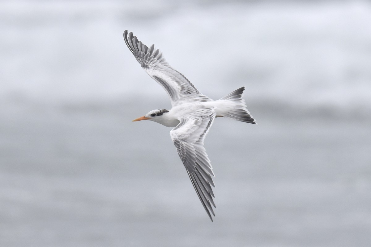 Elegant Tern - ML640424063