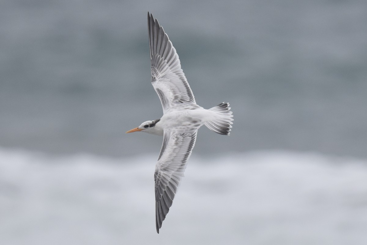Elegant Tern - ML640424064