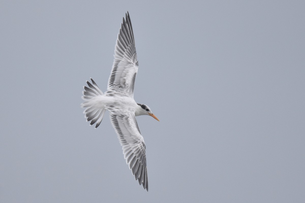 Elegant Tern - ML640424065