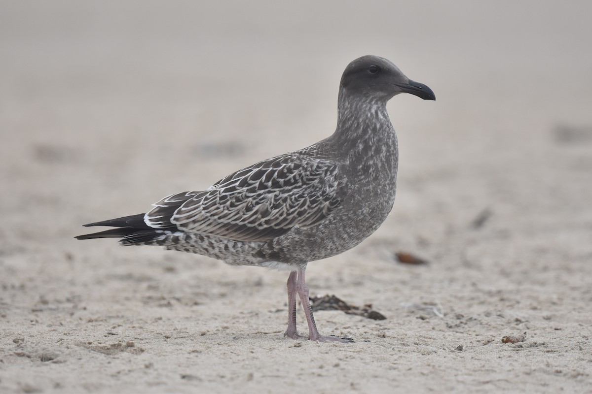 Western Gull - ML640424074