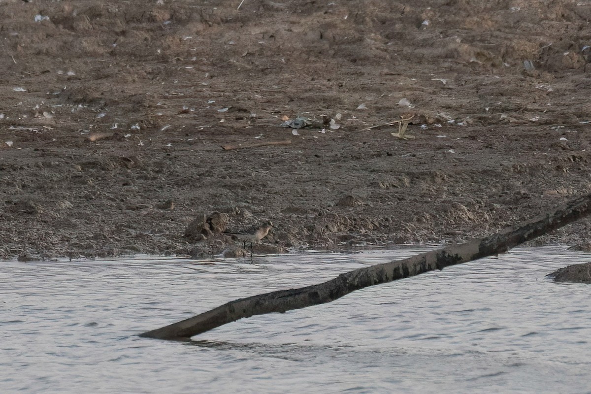 Baird's Sandpiper - ML640424077
