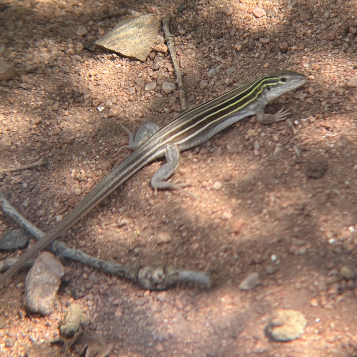 Six-lined Racerunner - ML640424080