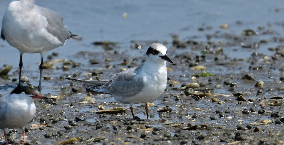 Forster's Tern - ML640424083