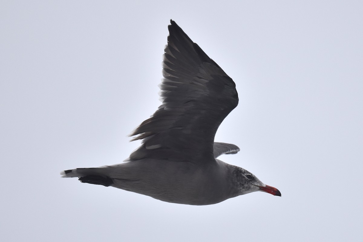 Heermann's Gull - ML640424088