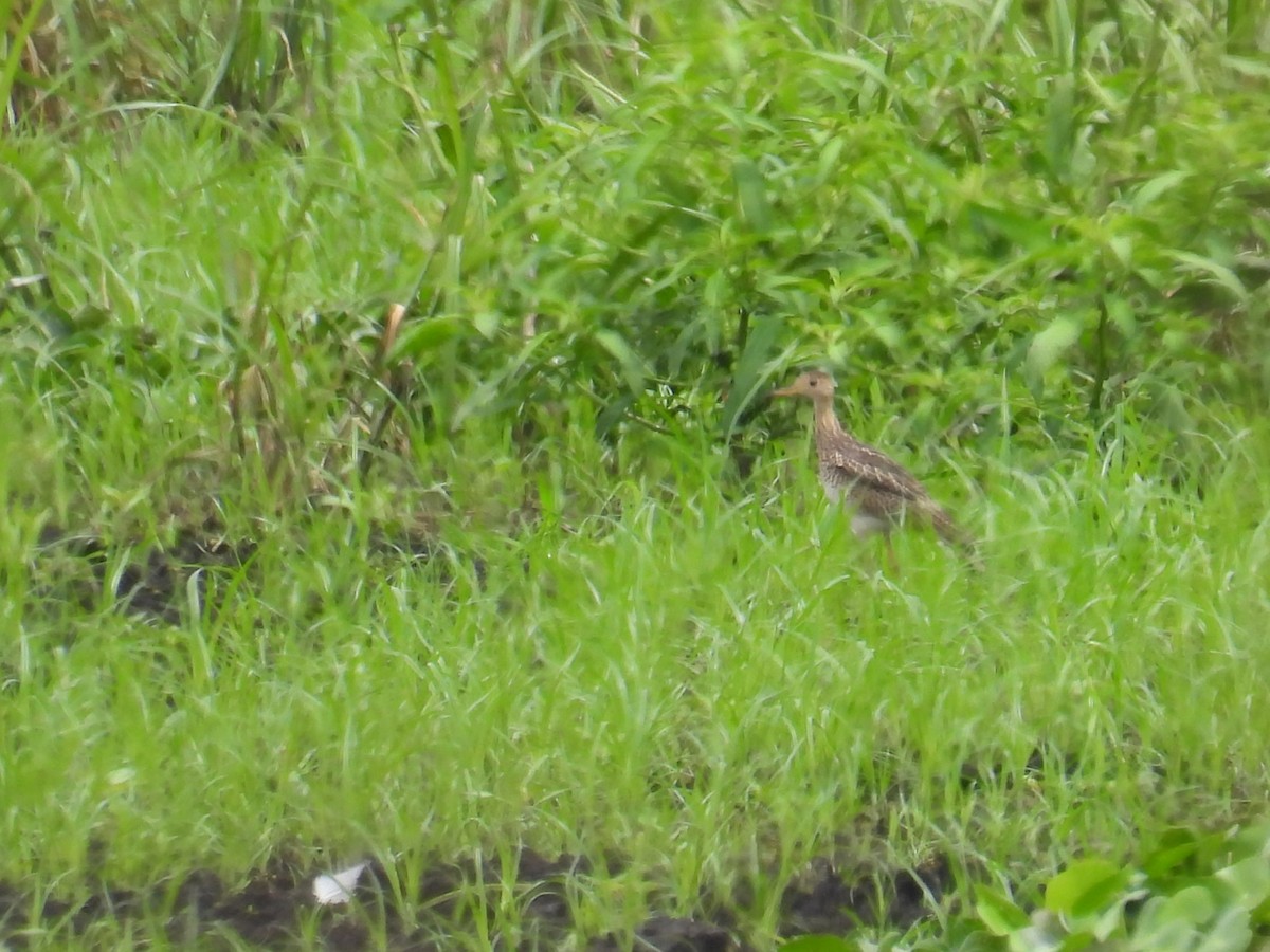 Upland Sandpiper - ML640424103