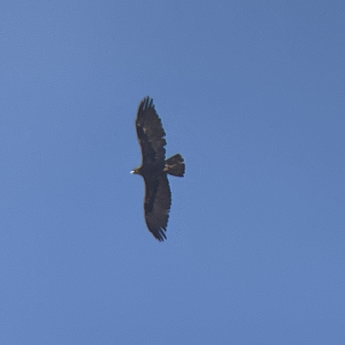 Golden Eagle - ML640424112