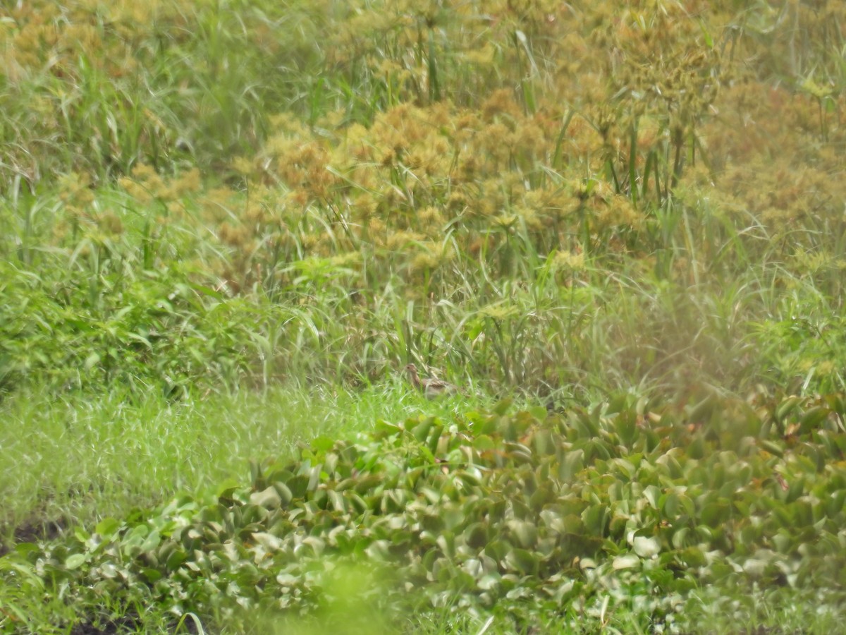Upland Sandpiper - ML640424134