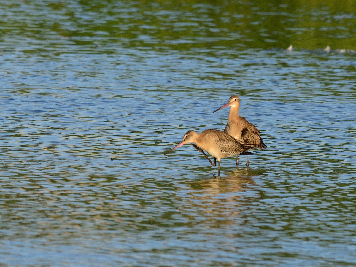 Kuliska buztanbeltza (limosa) - ML640424141