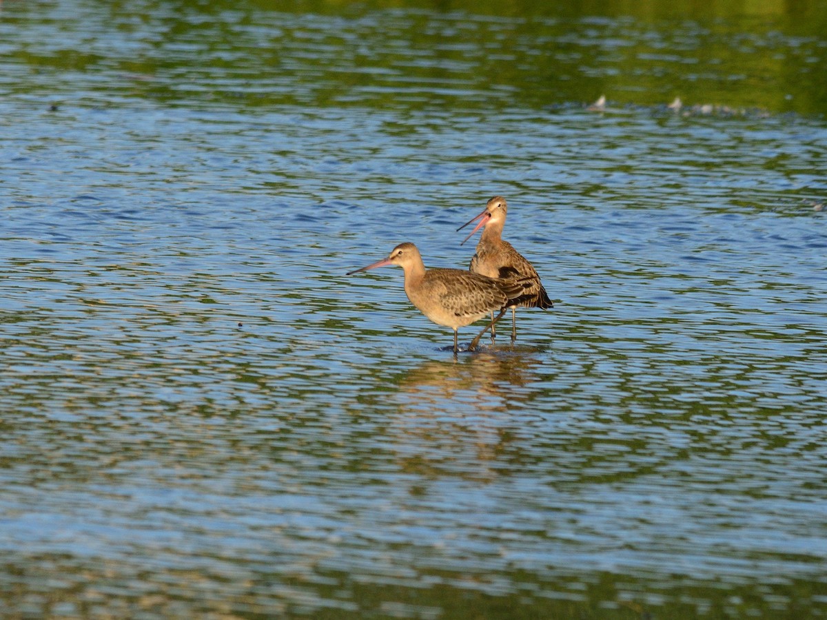 Kuliska buztanbeltza (limosa) - ML640424142