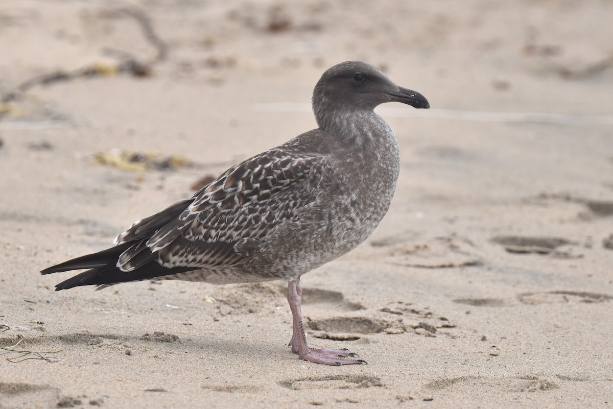 Western Gull - ML640424165