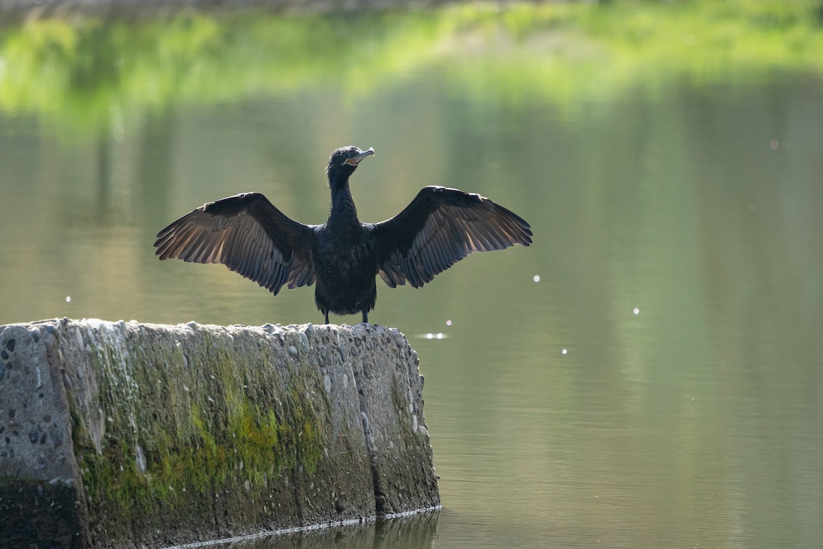 Neotropic Cormorant - Ariel Cabrera Foix