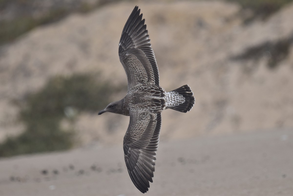 Western Gull - ML640424177