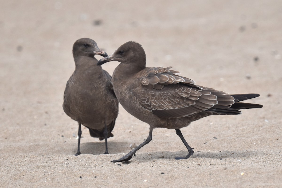 Heermann's Gull - ML640424180