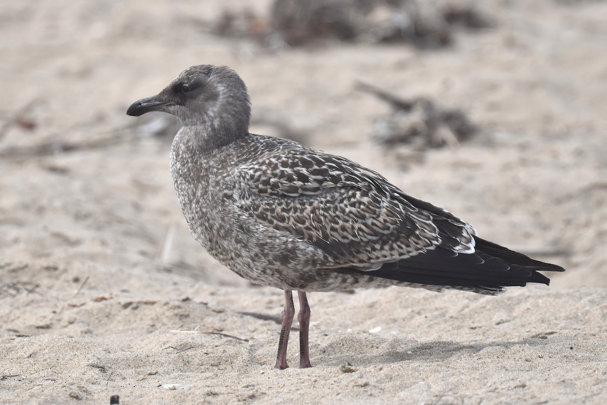 Western Gull - ML640424184