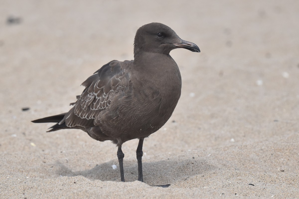 Heermann's Gull - ML640424188