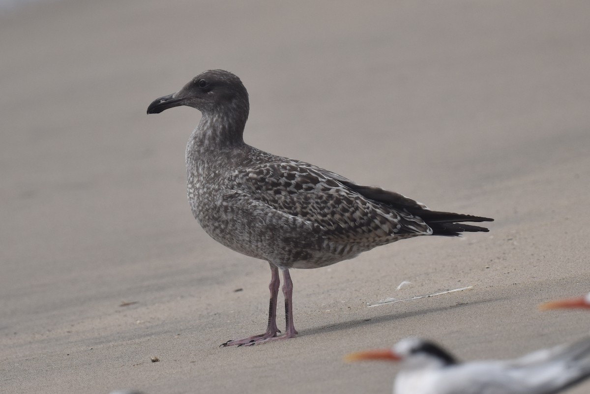 Western Gull - ML640424198