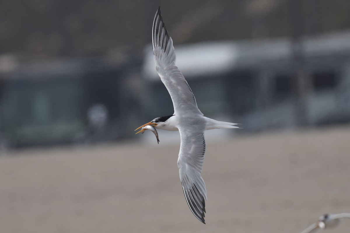 Elegant Tern - ML640424209