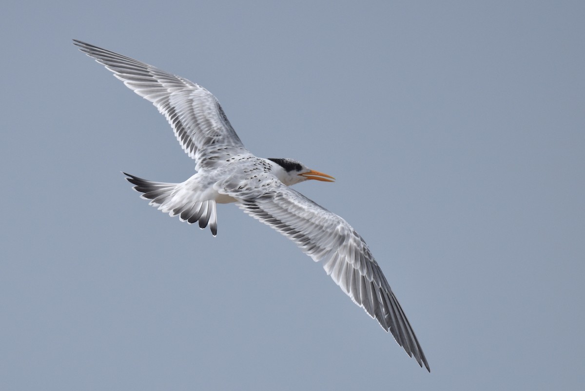 Elegant Tern - ML640424212
