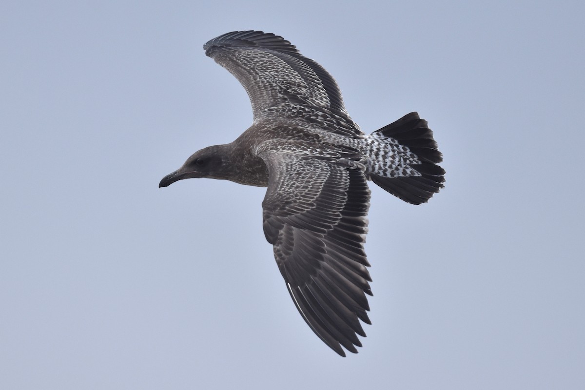 Western Gull - ML640424250