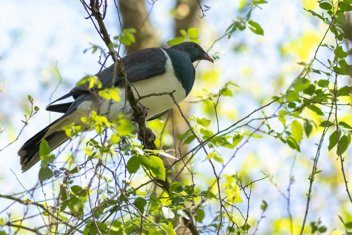 New Zealand Pigeon - ML640424258