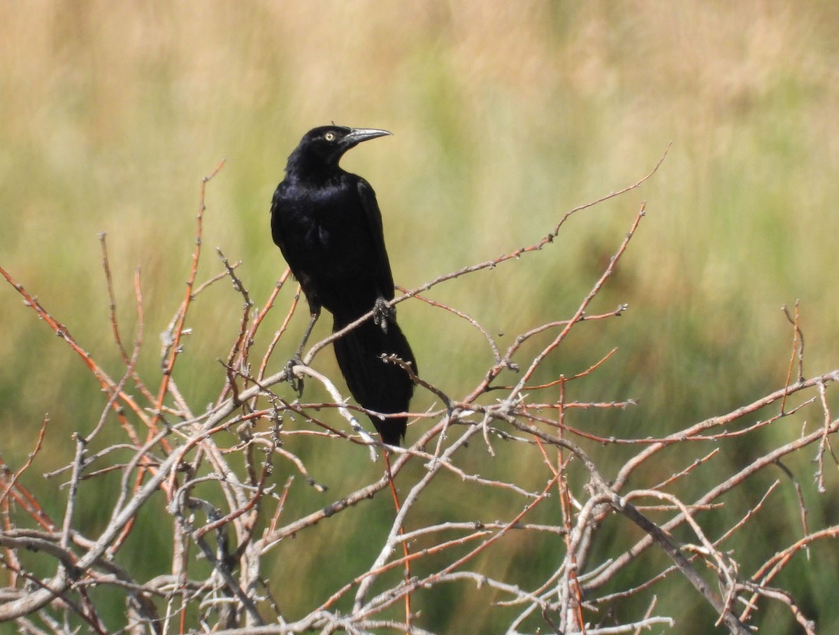 Great-tailed Grackle - ML640424262