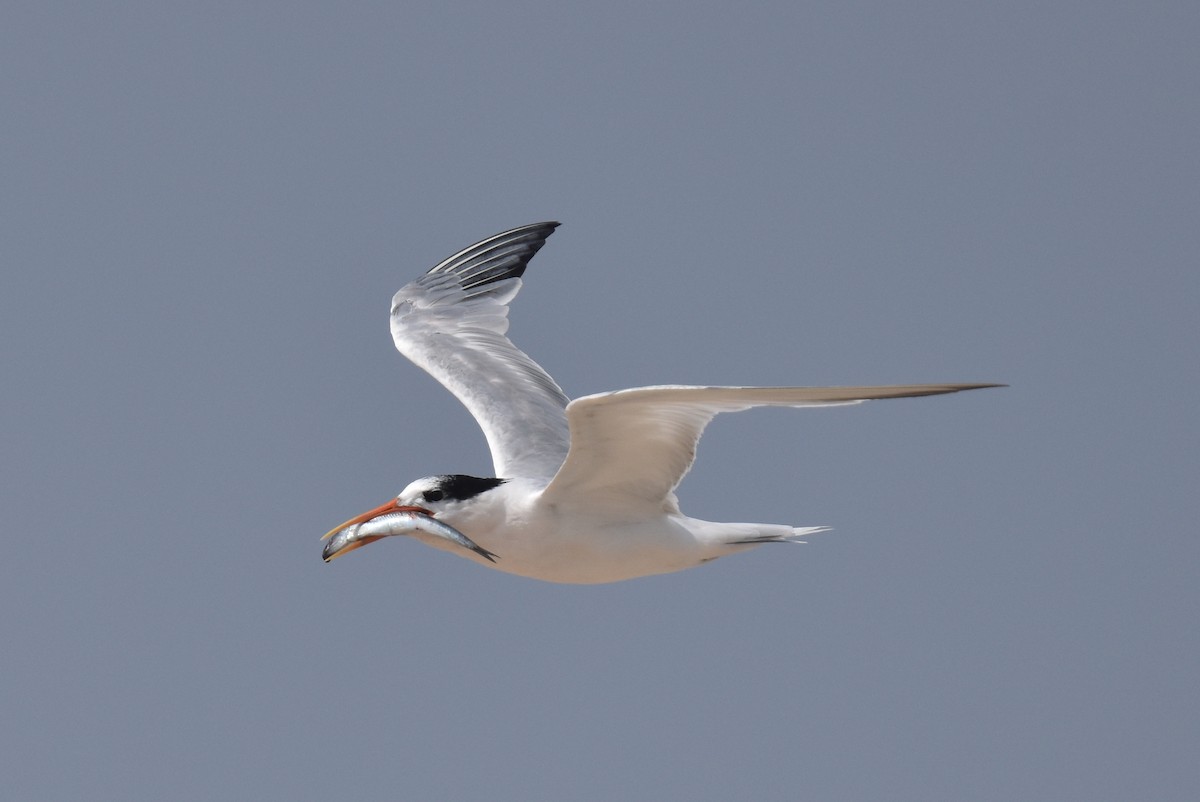 Elegant Tern - ML640424273
