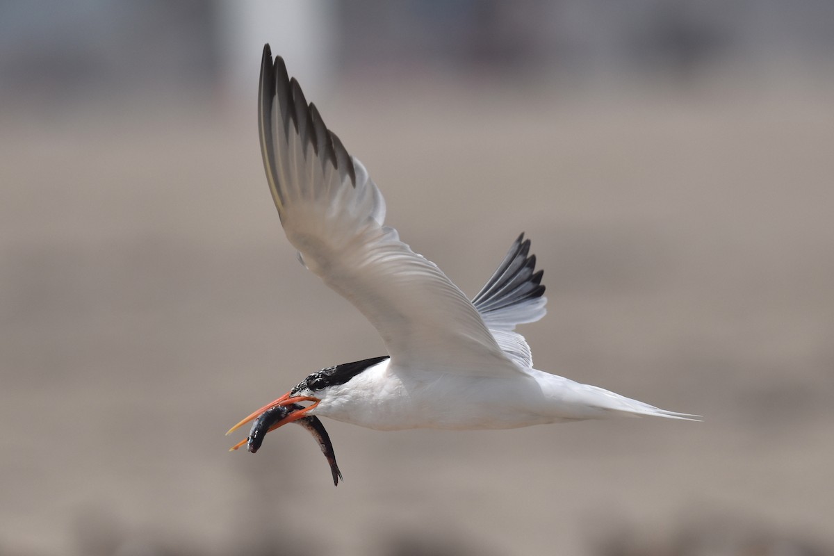 Elegant Tern - ML640424274