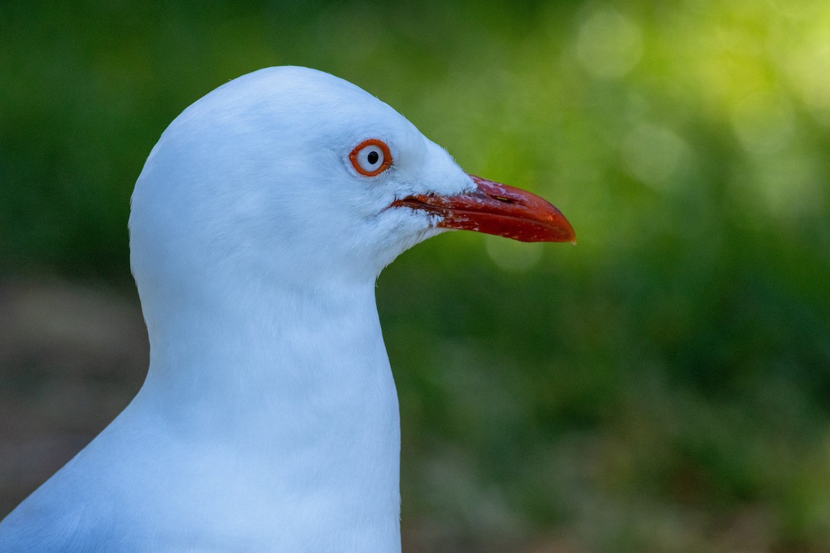 Silver Gull - ML640424276